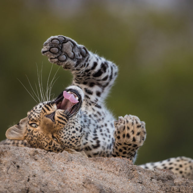 shutterstock_793736566 shutterstock_793736566
